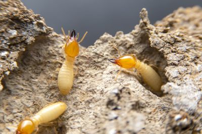 Termite Infestation