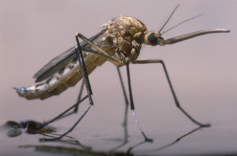 Mosquito Control Service in Mckinney, TX