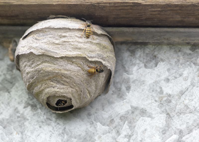Wasp Hive Removal