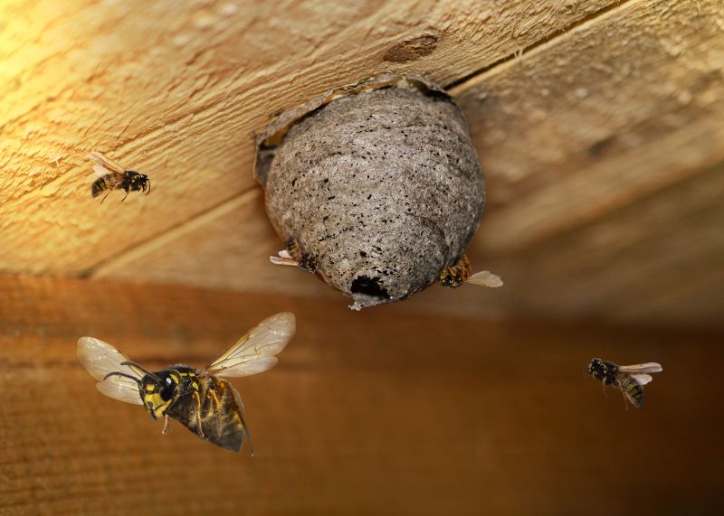 Wasp Hive Removal