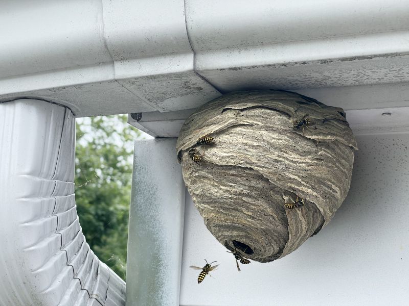 Wasp Hive Removal