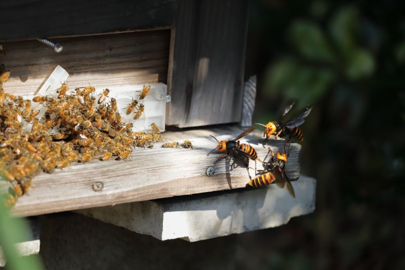 Wasp Hive Removal