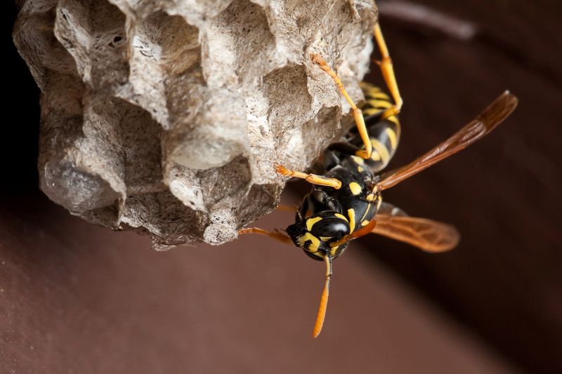Fall Wasp Activity