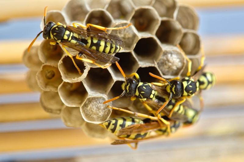 Spring Wasp Hive