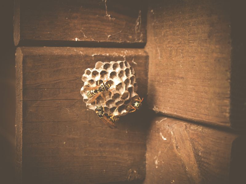 Fall Wasp Nest