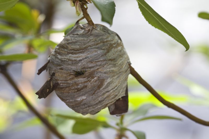 Wasp Hive in a Tree