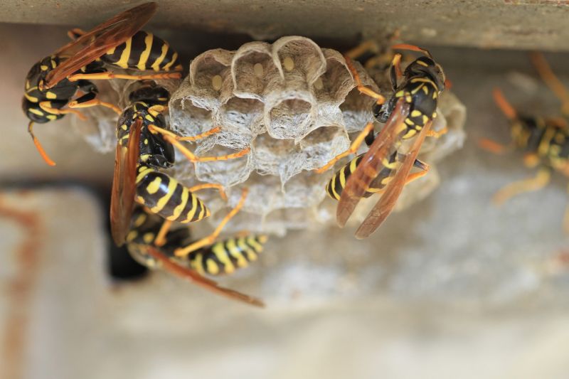 Local Wasp Removal Services
